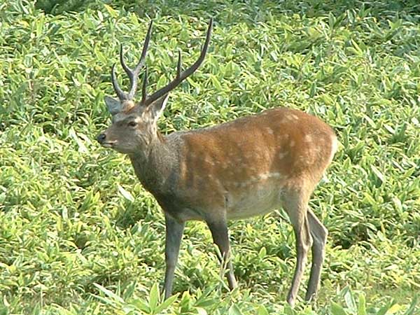 えぞ鹿 エゾシカ 蝦夷しか